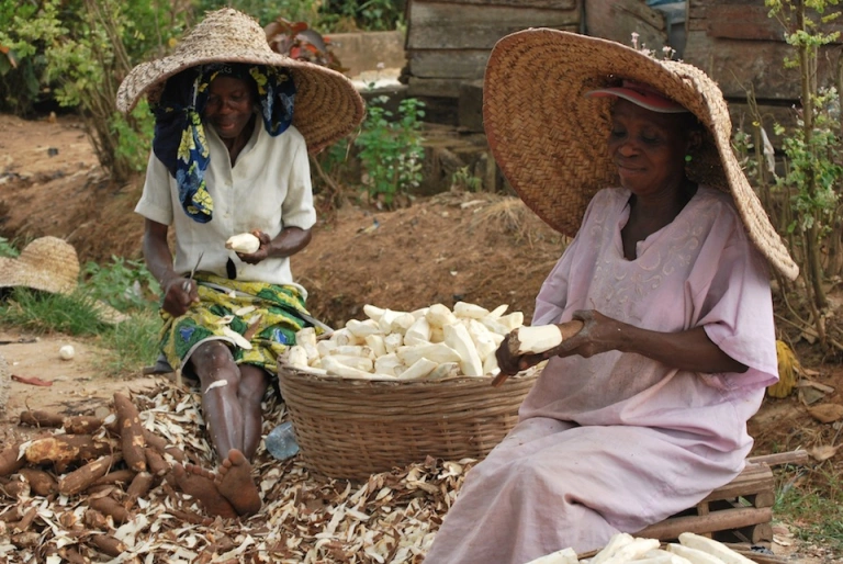 INVESTIGATION: Outrage As Fufu Sellers Admit Using Detergents To Speed Up Cassava Fermentation CASAVA FARMERS