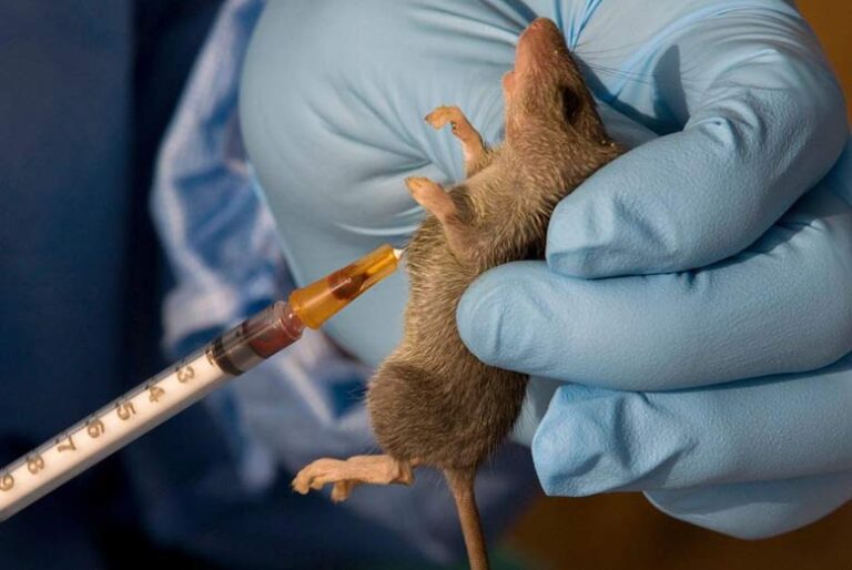 Lassa Fever: Death Toll Rises To 15 In Edo Lasa Fever