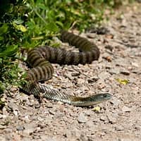 Snakebite Surge In Benue IDP Camp, 14-Year-Old Boy In Critical Condition OIP (16)