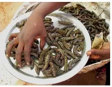 Nutritionists Recommend Insects, Other Protein Alternatives For Nigerians OIP (42)