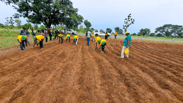 Sasakawa Begins Input Distribution To 9,000 Smallholder Farmers In Six States SASAKAWA