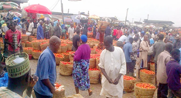 Ramadan: Tomato Farmers Dismiss Fears Of Price Hike TOMATO FARMERS