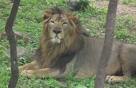 Lion Kills Man At Olusegun Obasanjo Presidential Library WhatsApp Image 2024 09 29 at 10.09.42 AM