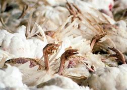 Bird Flu Outbreak Hits Kano State WhatsApp Image 2025 01 14 at 1.55.20 PM