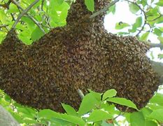 Swarm Of Bees Kills Farmer, Injures Two In Osun WhatsApp Image 2025 04 20 at 6.01.06 PM