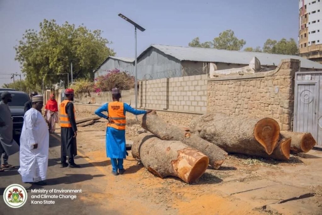 Court Jails Man For Illegal Felling Of Trees In Kano WhatsApp Image 2025 04 26 at 7.23.30 PM