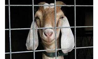 Kano Gov’t Arrests Street Goats For Eating City Trees WhatsApp Image 2025 05 17 at 5.39.20 PM