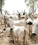 Terrorists Endorse Cattle, Forbid Tractors For Farming In Kebbi WhatsApp Image 2025 06 20 at 10.16.36 AM