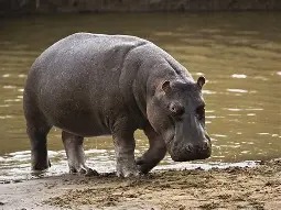 One Killed As Hippopotamus Invades Adamawa Communities WhatsApp Image 2025 07 29 at 7.48.26 AM